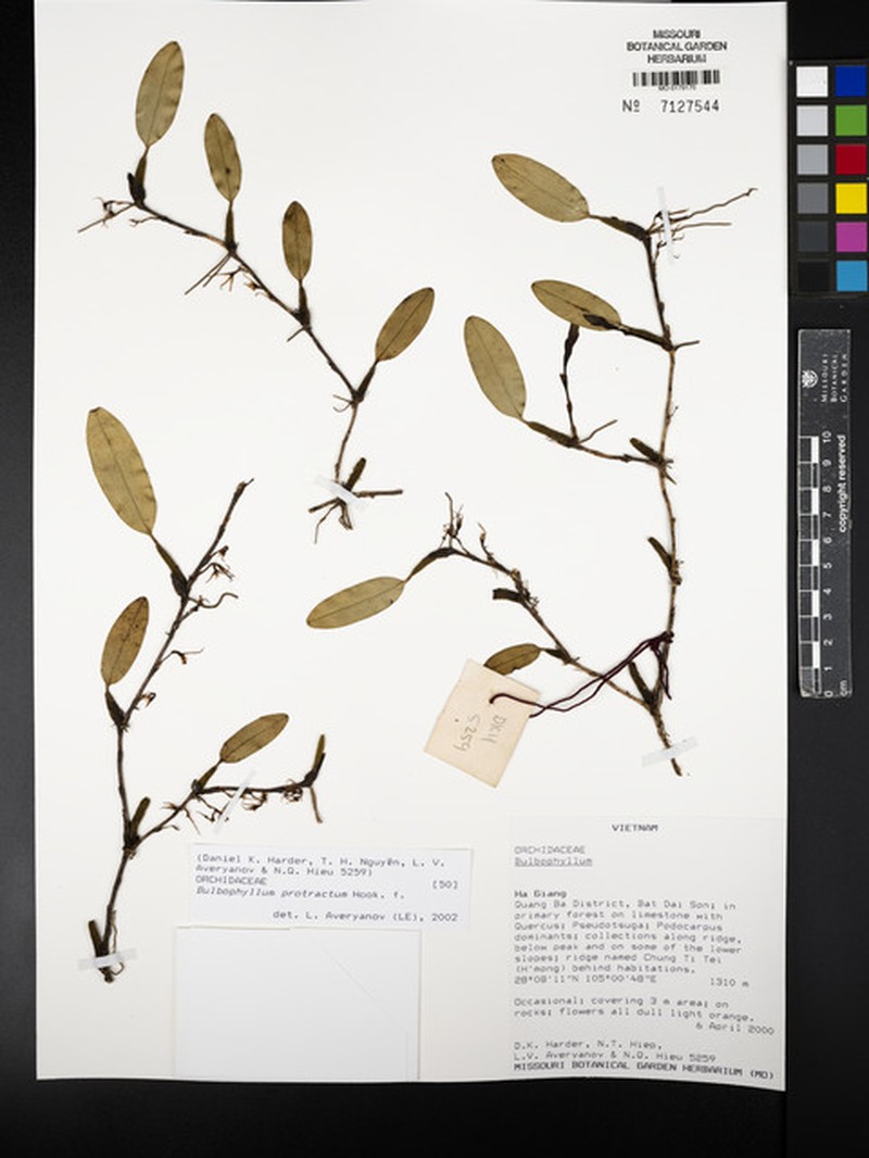 Bulbophyllum protractum photo 2