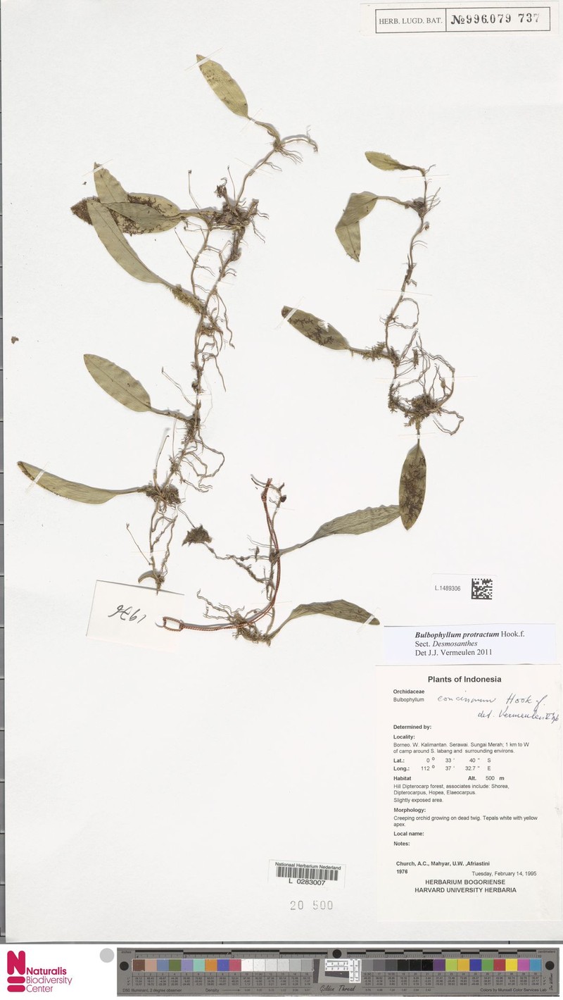Bulbophyllum protractum photo 3