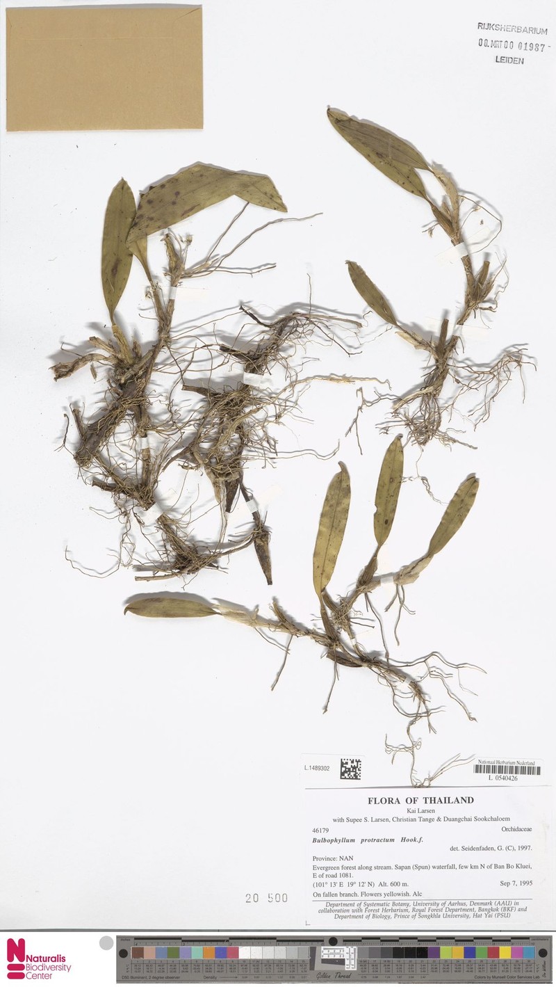 Bulbophyllum protractum photo 4