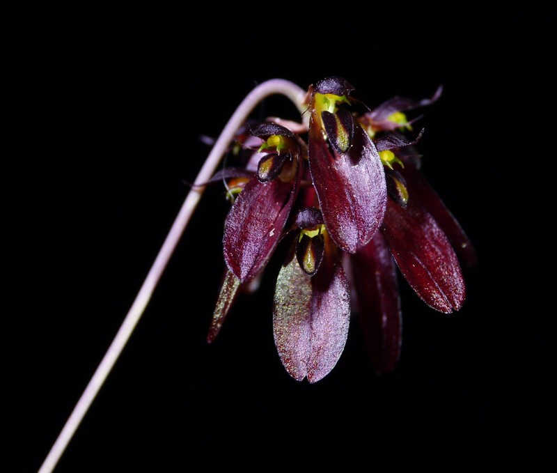 Bulbophyllum proudlockii