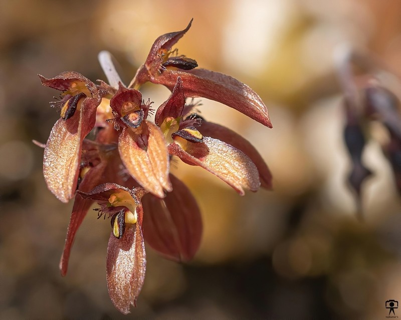 Bulbophyllum proudlockii photo 2