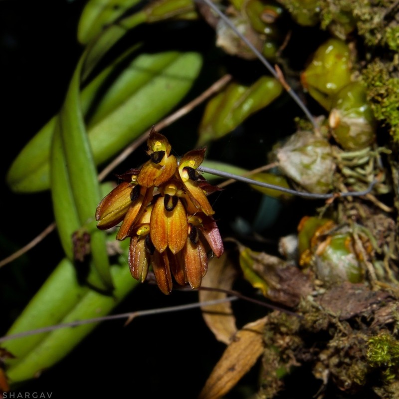Bulbophyllum proudlockii photo 3
