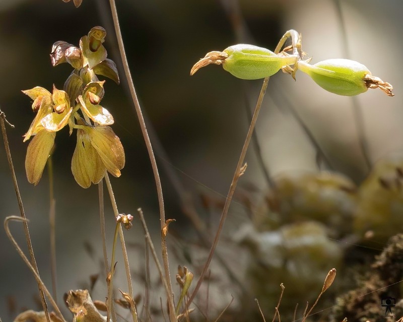 Bulbophyllum proudlockii photo 4