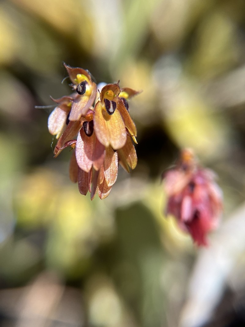 Bulbophyllum proudlockii photo 5