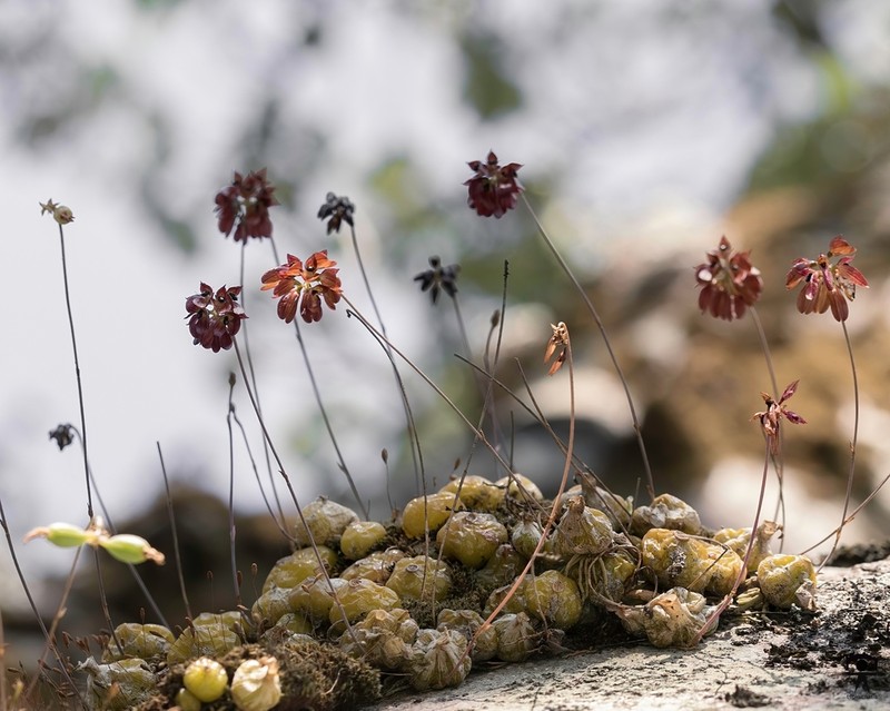 Bulbophyllum proudlockii photo 6