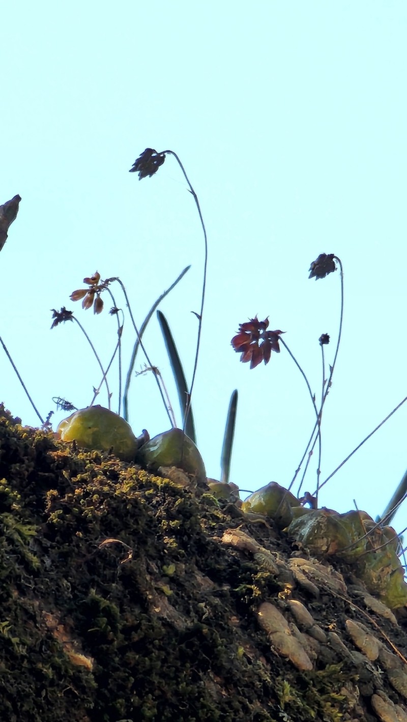 Bulbophyllum proudlockii photo 7
