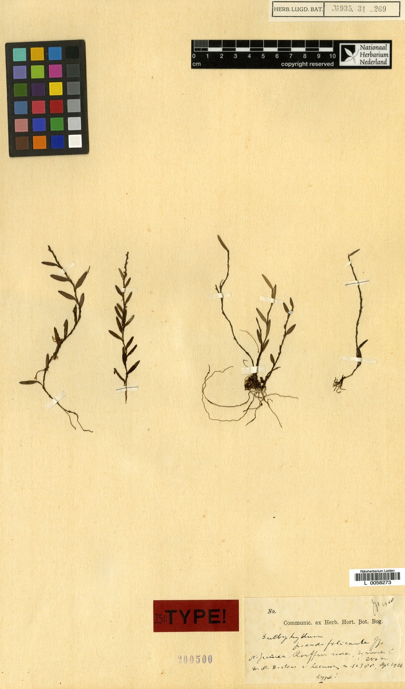 Bulbophyllum pseudofilicaule