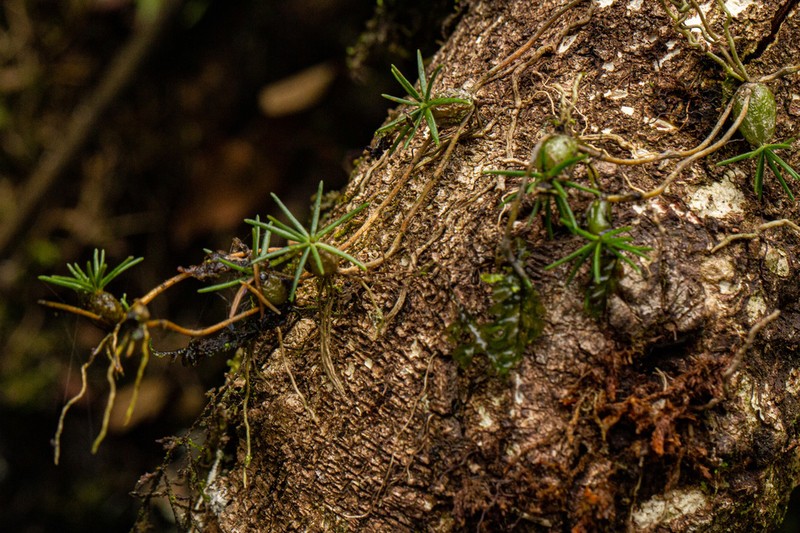 Bulbophyllum pseudohydra