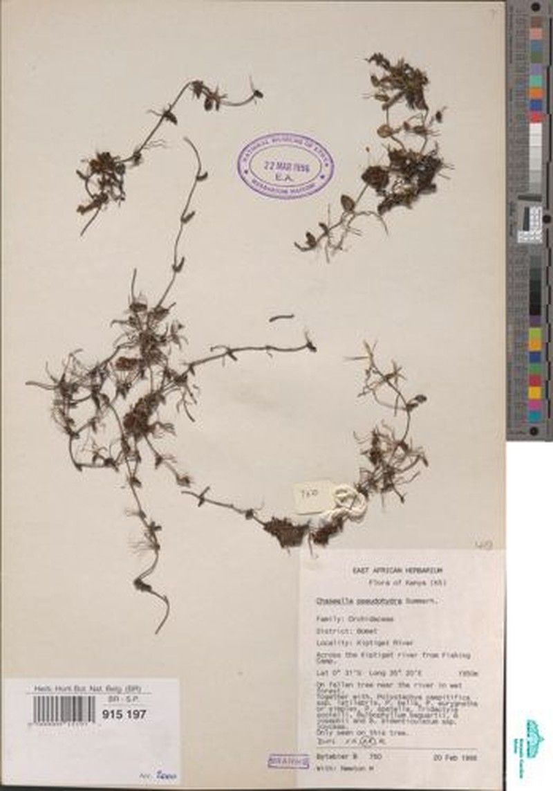 Bulbophyllum pseudohydra photo 3