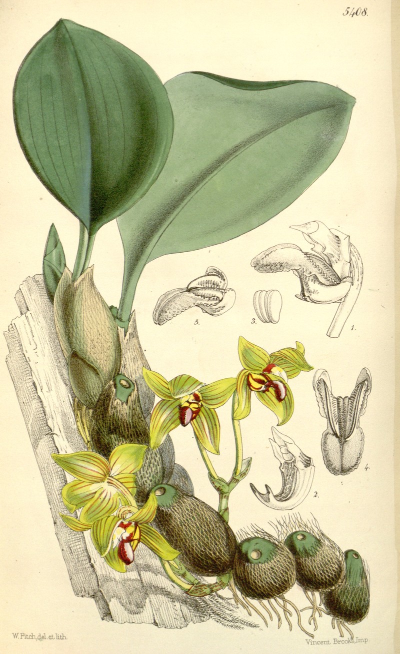 Bulbophyllum psittacoglossum