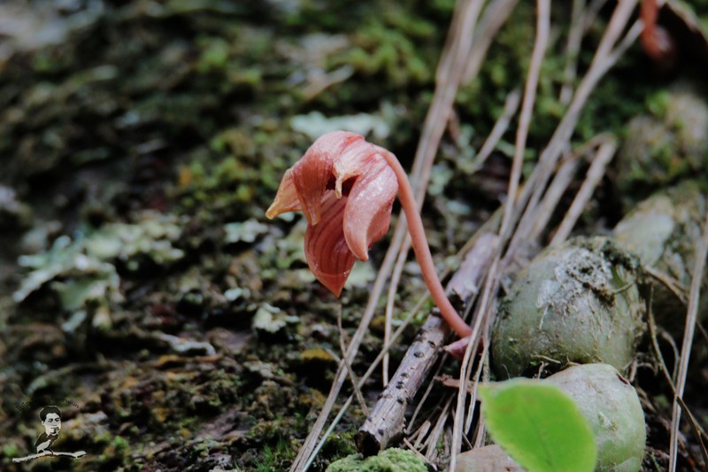 Bulbophyllum psittacoglossum photo 2