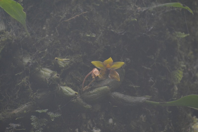 Bulbophyllum psittacoglossum photo 3