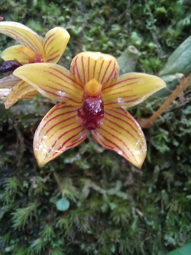 Bulbophyllum psittacoglossum photo 4