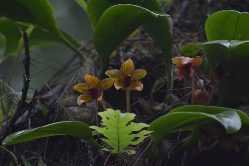 Bulbophyllum psittacoglossum photo 5