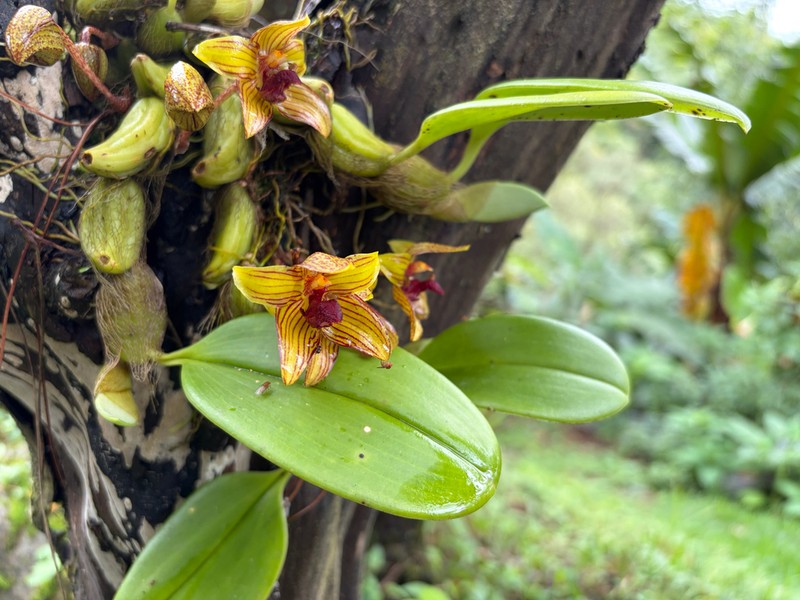 Bulbophyllum psittacoglossum photo 6