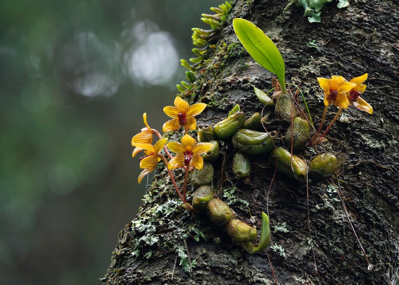 Bulbophyllum psittacoglossum photo 7