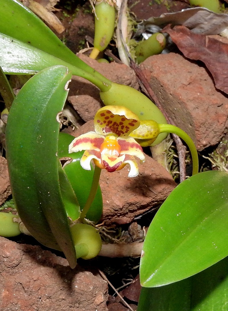 Bulbophyllum pteroglossum