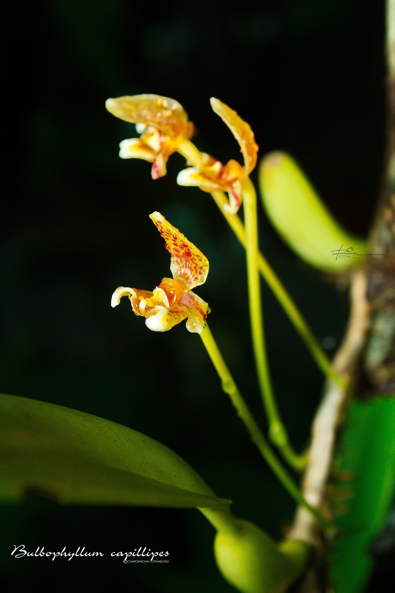 Bulbophyllum pteroglossum photo 3