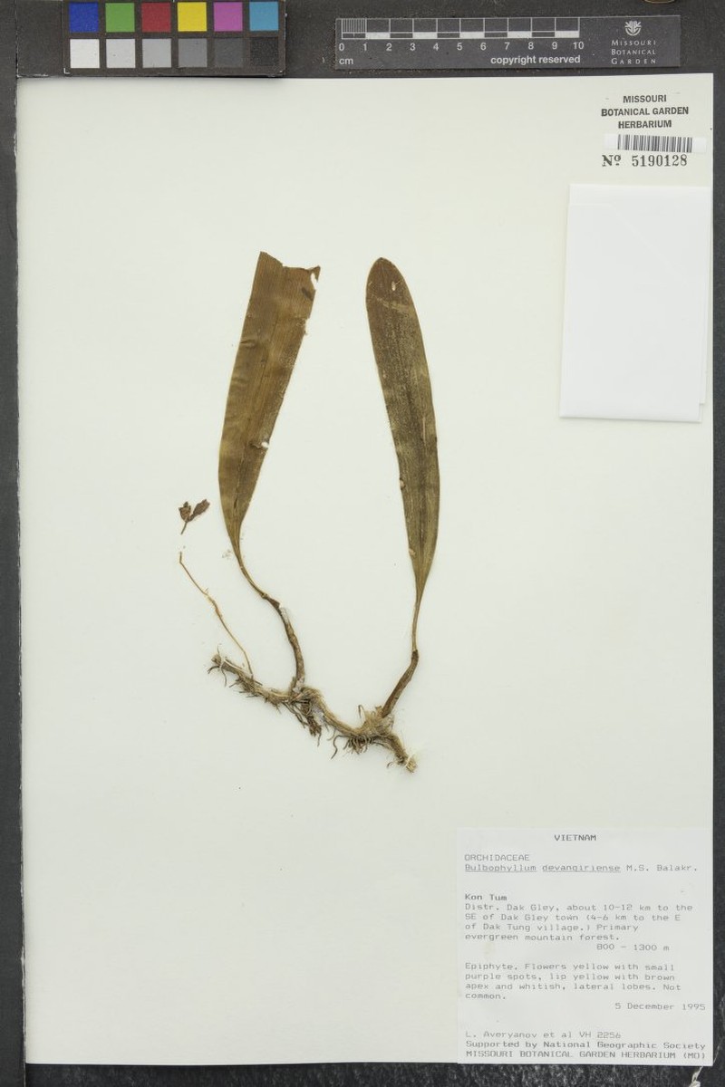 Bulbophyllum pteroglossum photo 4