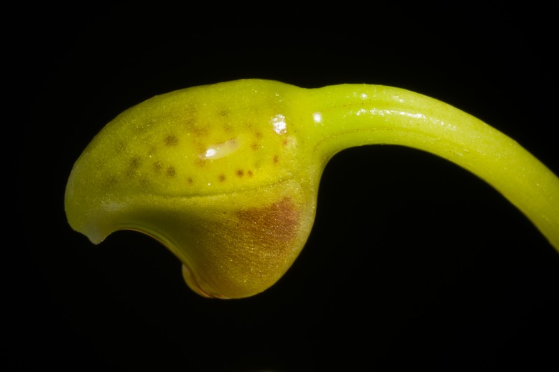 Bulbophyllum pteroglossum photo 5