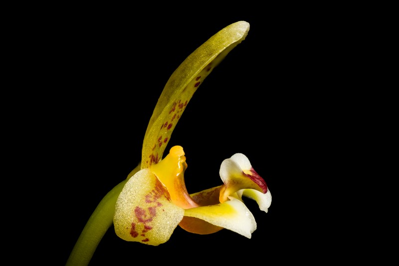 Bulbophyllum pteroglossum photo 6
