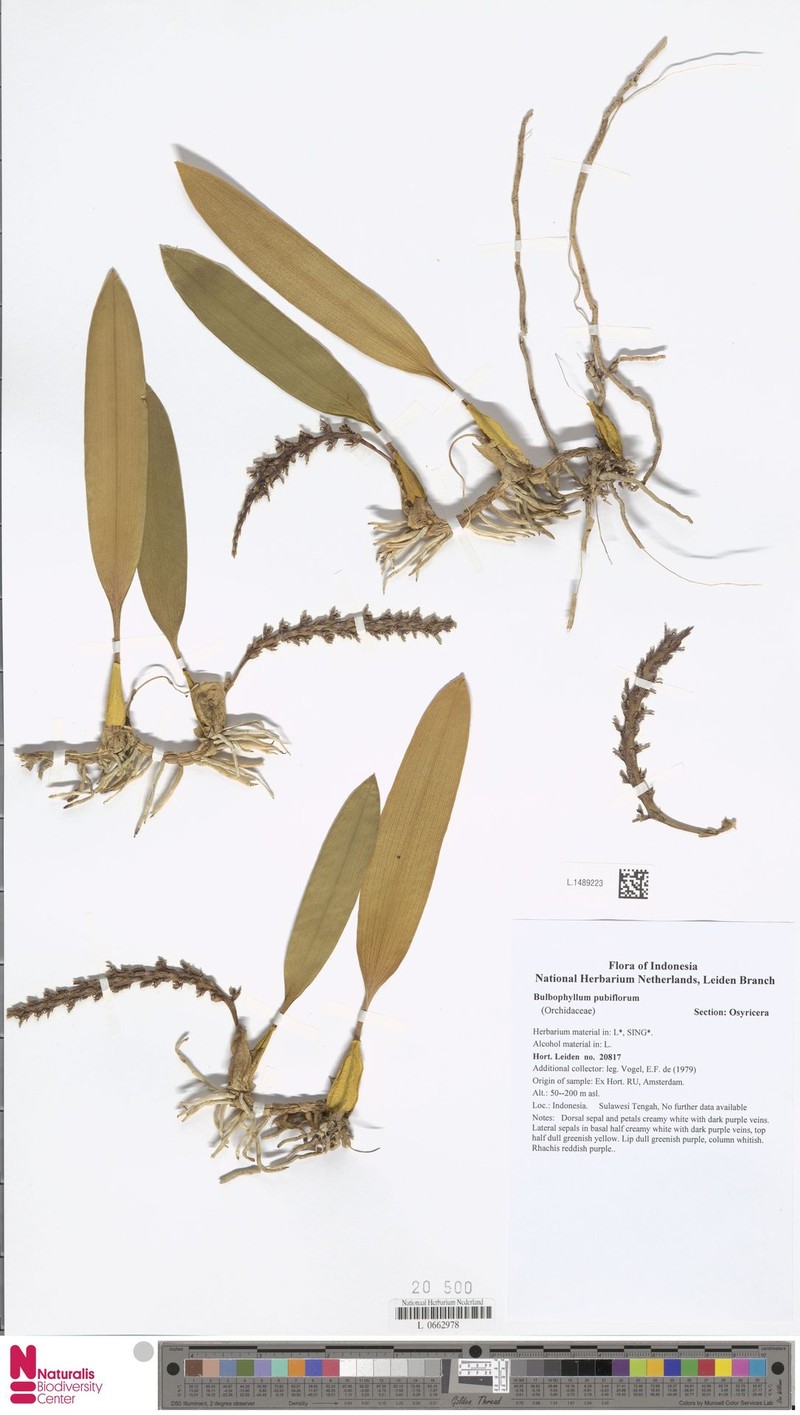 Bulbophyllum pubiflorum