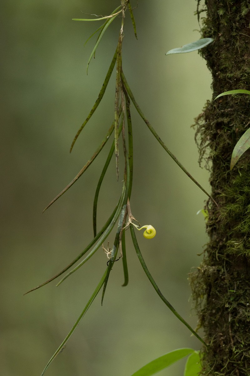 Bulbophyllum pugilanthum