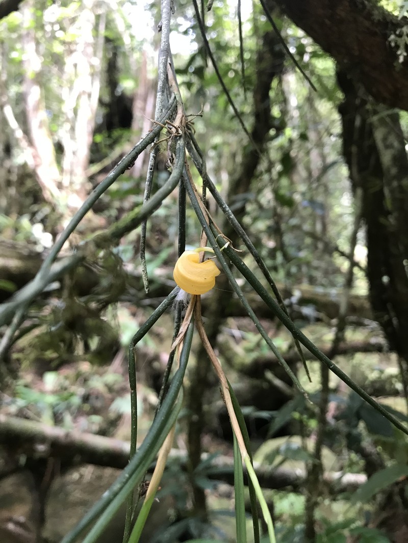 Bulbophyllum pugilanthum photo 4