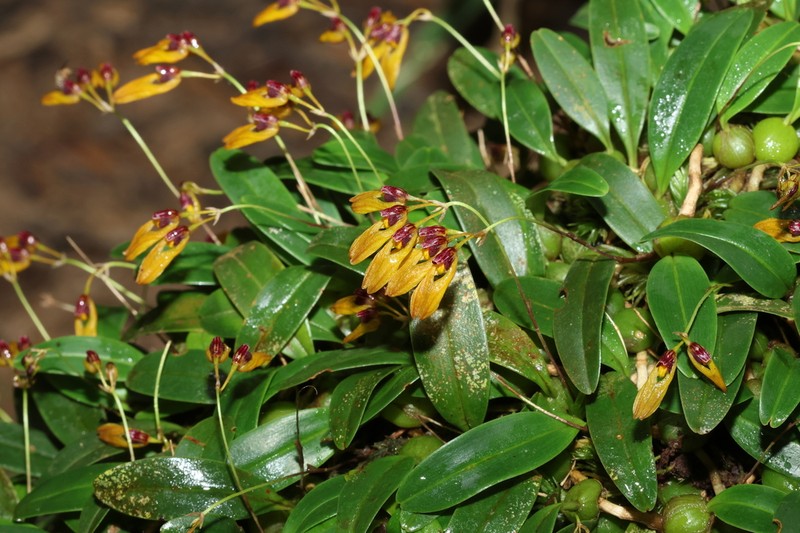 Bulbophyllum pumilio