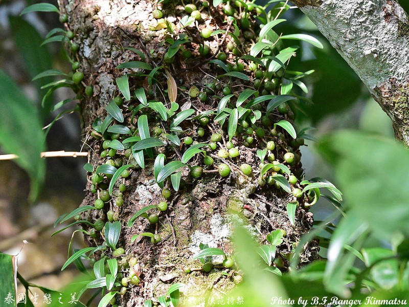 Bulbophyllum pumilio photo 2