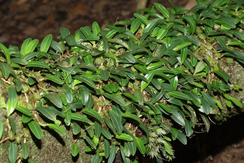 Bulbophyllum pumilio photo 3