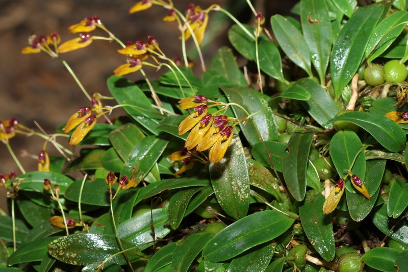 Bulbophyllum pumilio photo 5