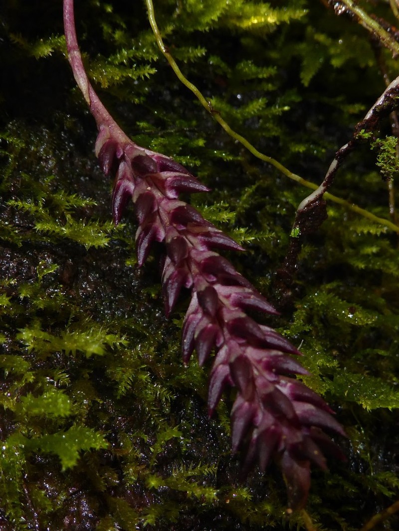 Bulbophyllum pumilio photo 7