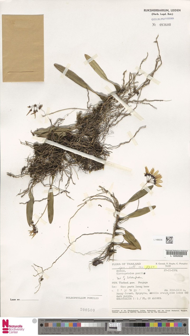 Bulbophyllum pumilio photo 8