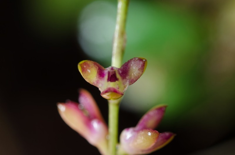 Bulbophyllum pumilum photo 2