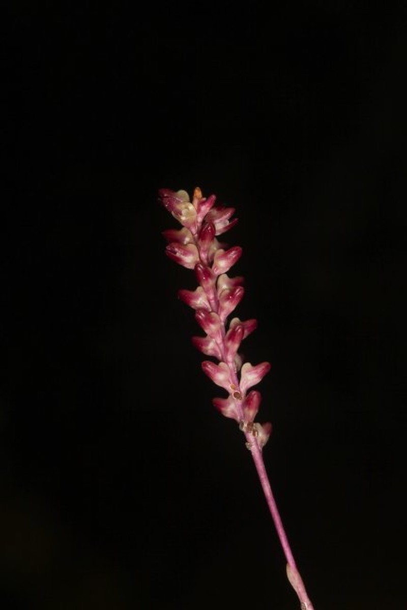 Bulbophyllum pumilum photo 3
