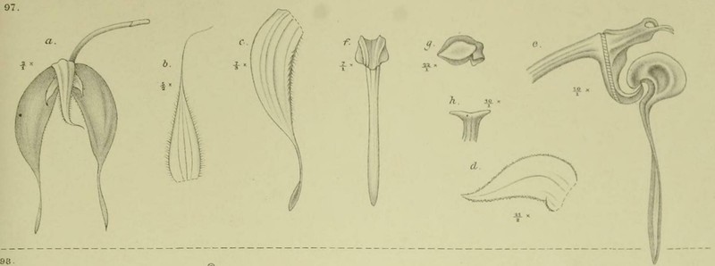 Bulbophyllum pumilum