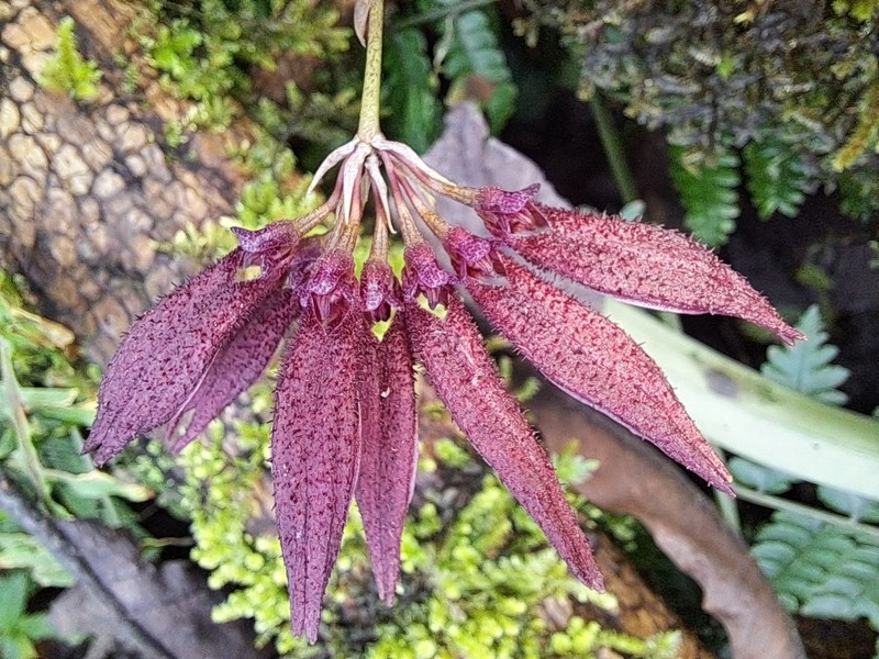 Bulbophyllum punakhaense