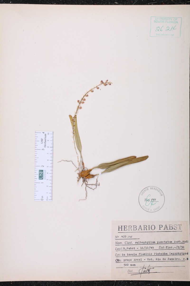 Bulbophyllum punctatum photo 2