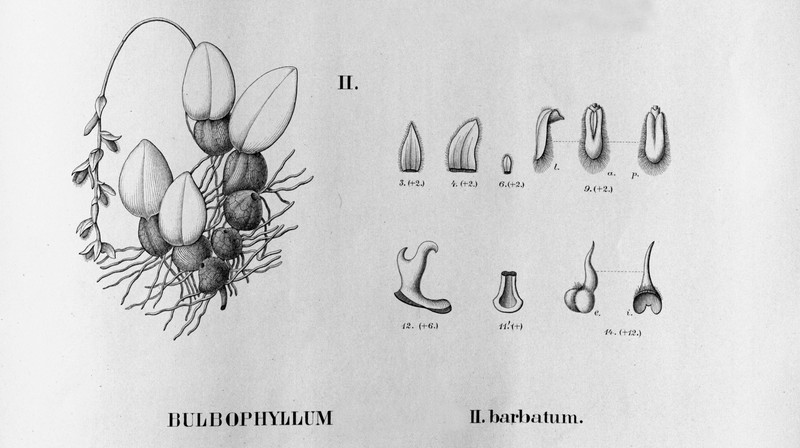 Bulbophyllum punctatum photo 3