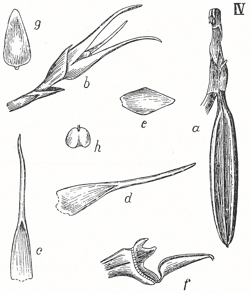 Bulbophyllum pungens