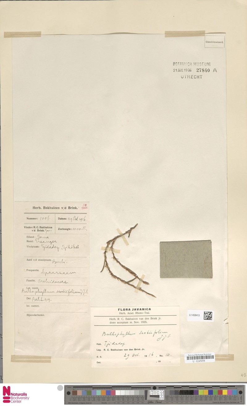 Bulbophyllum pungens photo 2
