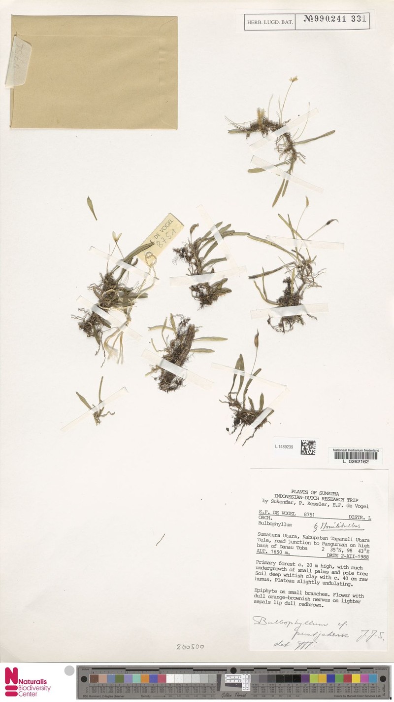 Bulbophyllum puntjakense photo 2