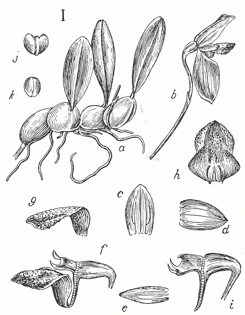 Bulbophyllum puntjakense