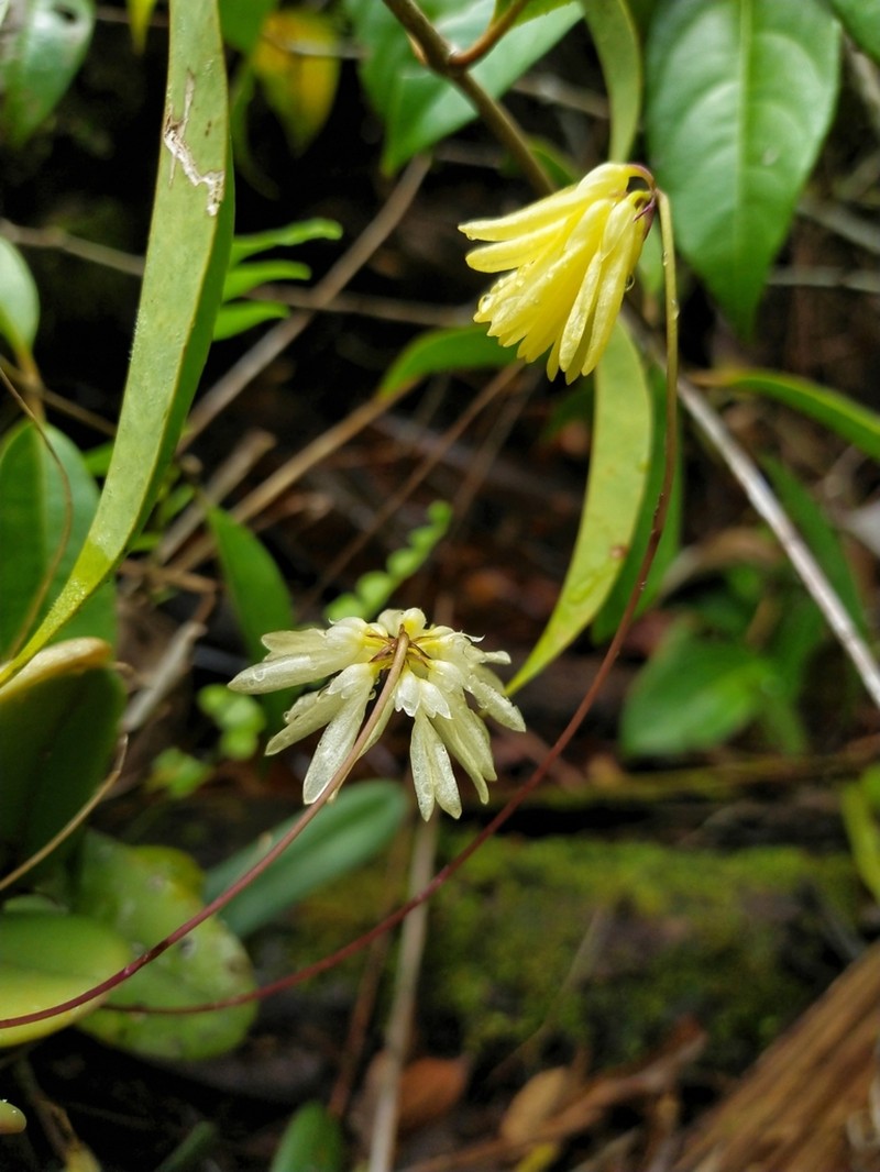 Bulbophyllum purpurascens photo 2