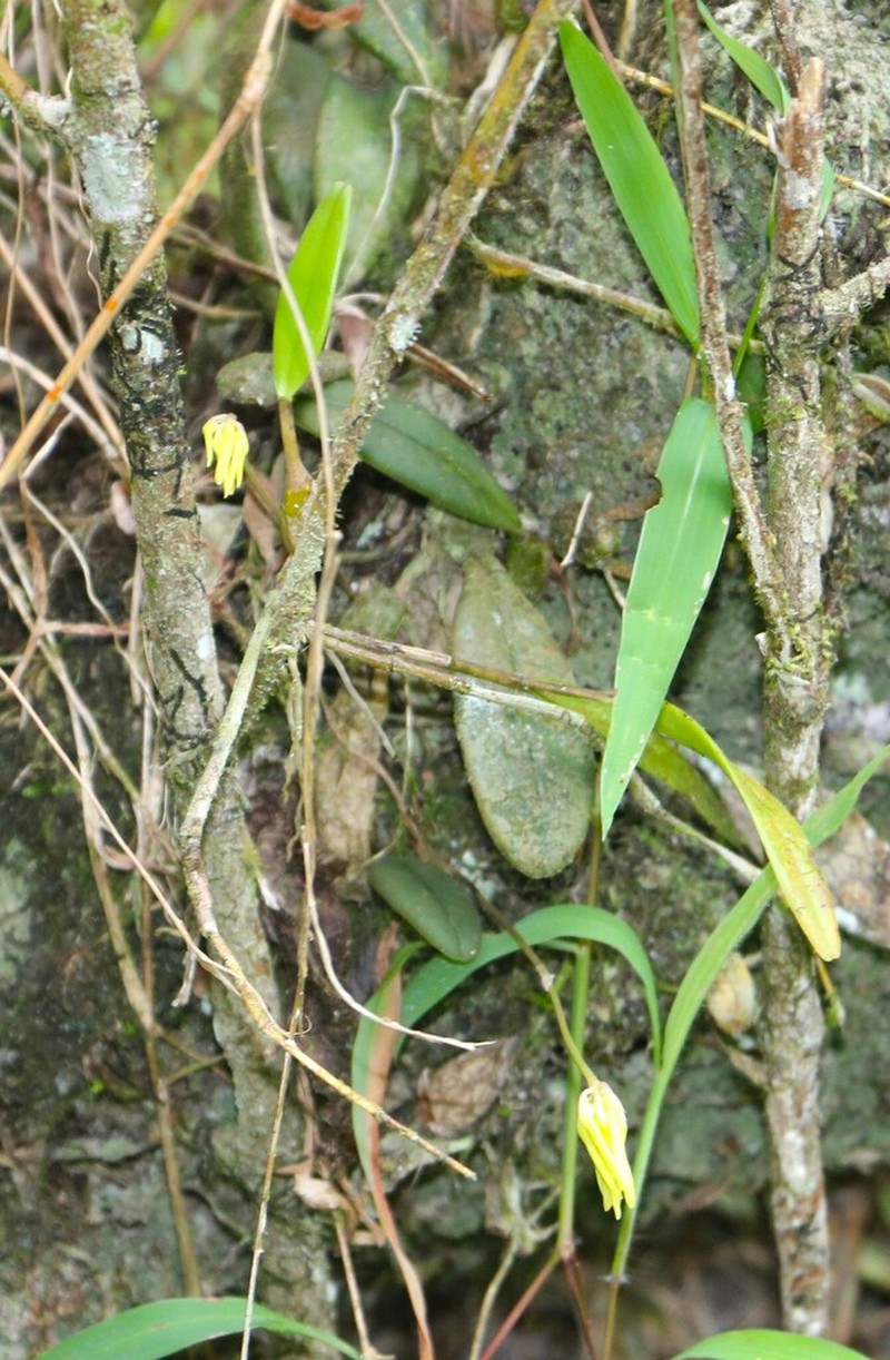 Bulbophyllum purpurascens photo 3