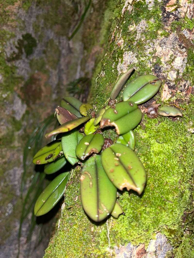 Bulbophyllum purpurascens photo 4