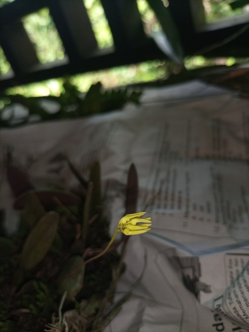 Bulbophyllum purpurascens photo 5