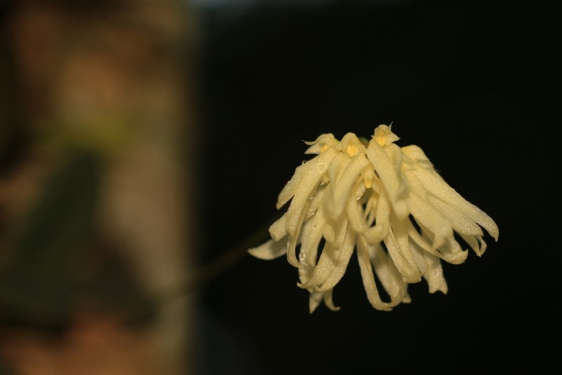 Bulbophyllum purpurascens photo 6
