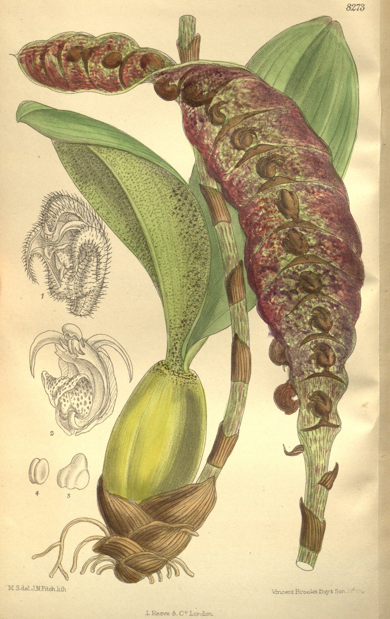Bulbophyllum purpureorhachis